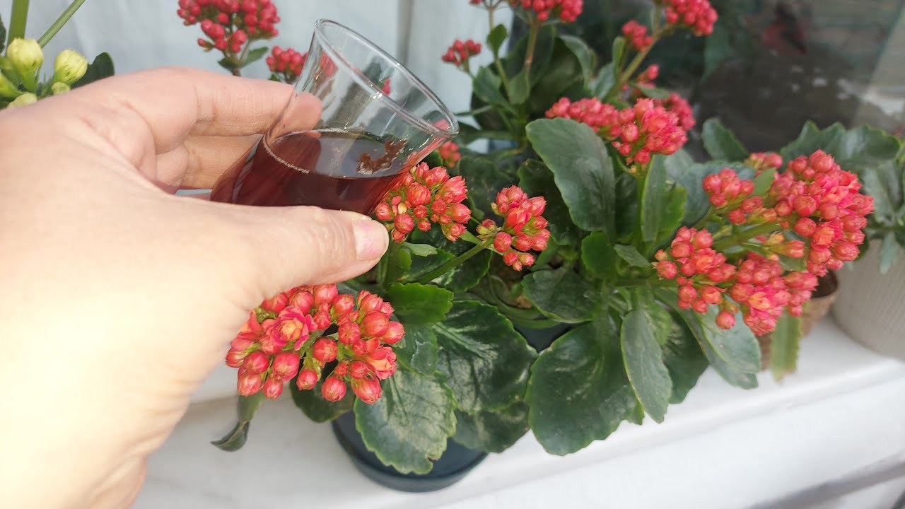 Köklerine Biraz Dökün Kalanşolar Anında Çiçek Açtırıyor 
