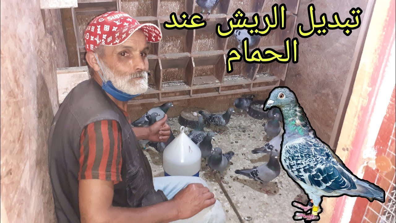فترة تبديل الريش عند الحمام الزاجل-pigeon voyageur