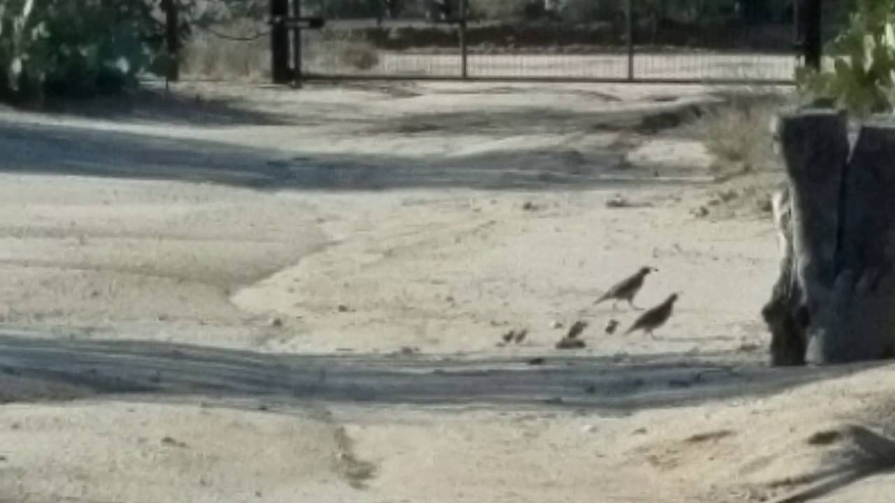 Desert life for quail.