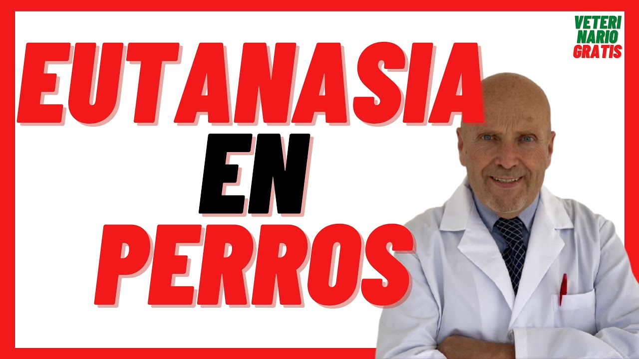 🔴 EUTANASIA en PERROS  Que le inyectan, Como se Hace, Cuanto Tarda  🔴 Cuándo Sacrificar a un PERRO