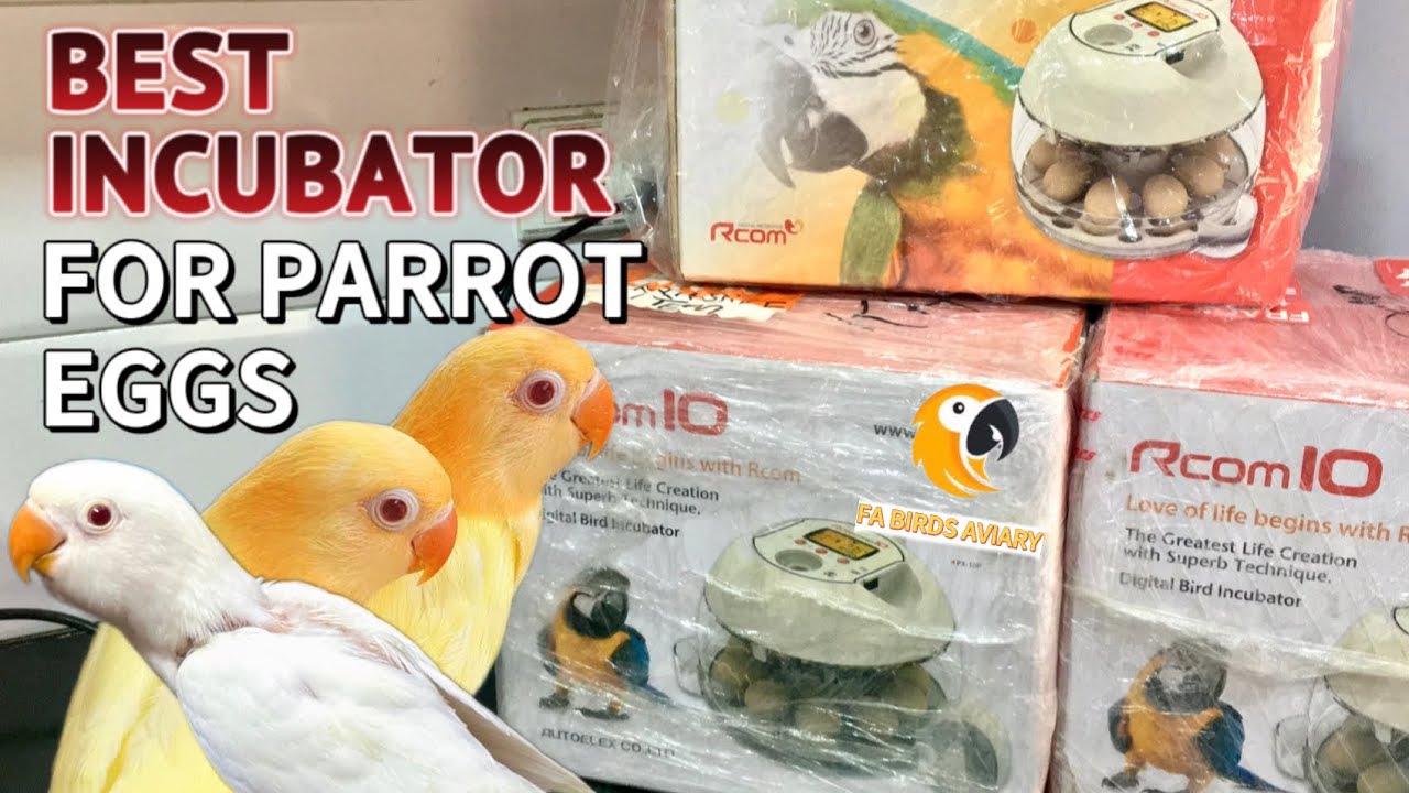 BEST INCUBATOR FOR PARROT EGG | BEST INCUBATOR FOR LOVEBIRD EGG | INCUBATOR