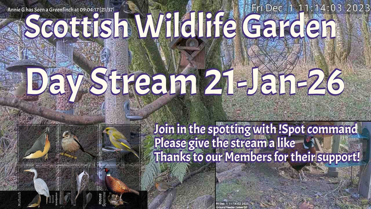 Day Stream January 21st 2026 | Bird Feeders, Wildlife Cameras Scotland UK from SWG