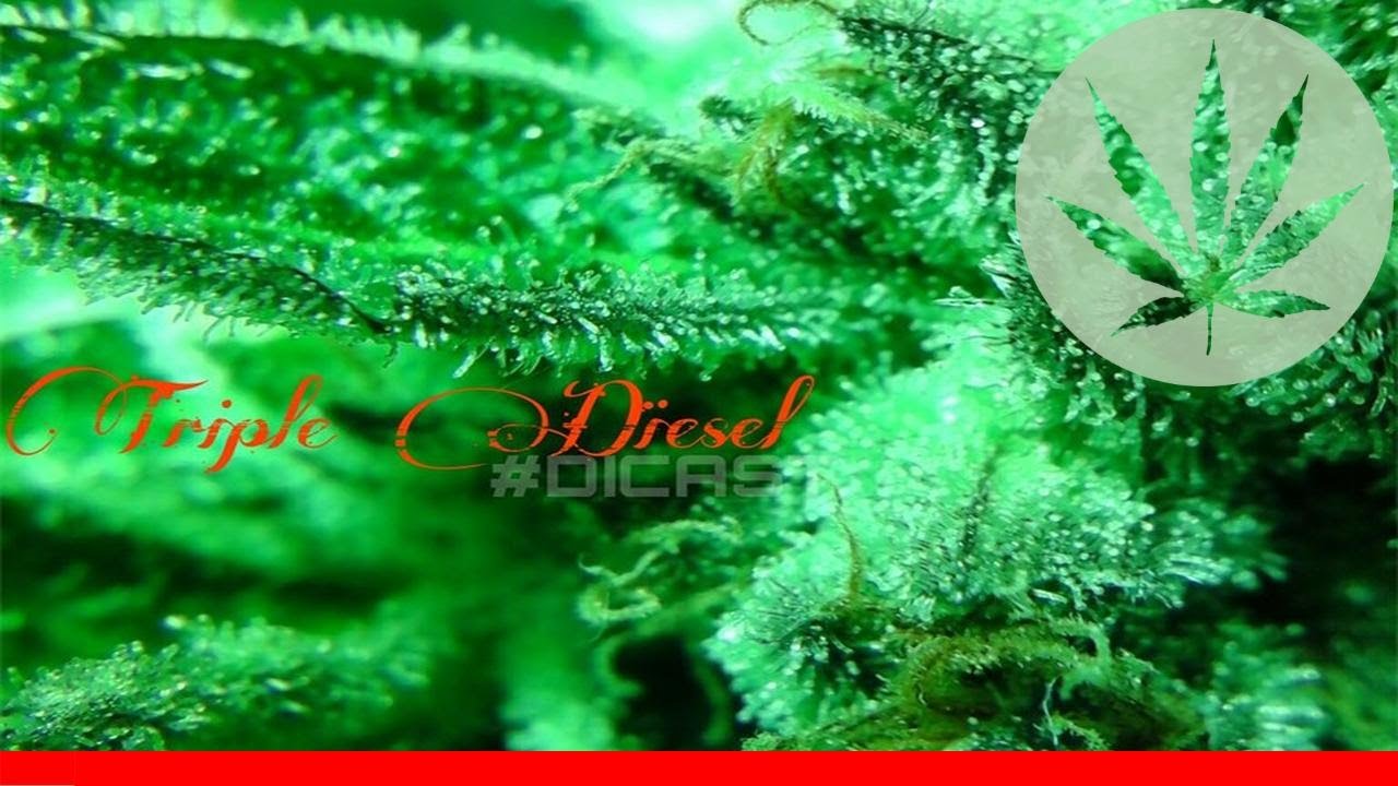 Triple Diesel - All About This Strain
