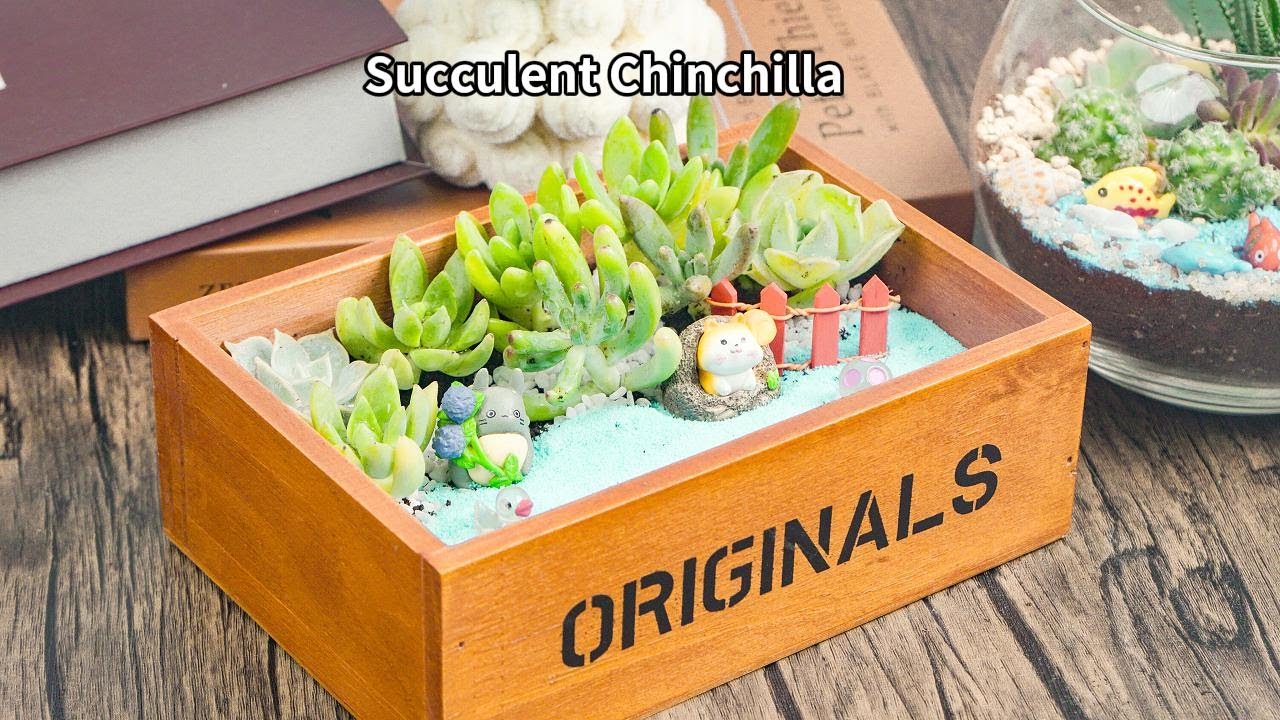 4 Create a fairy tale world of succulent micro-landscape, fun and healing!