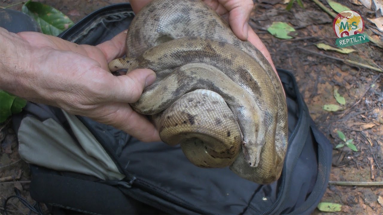 Reptil.TV - Folge 47 - Boa constrictor Jagd auf den Pearl Islands