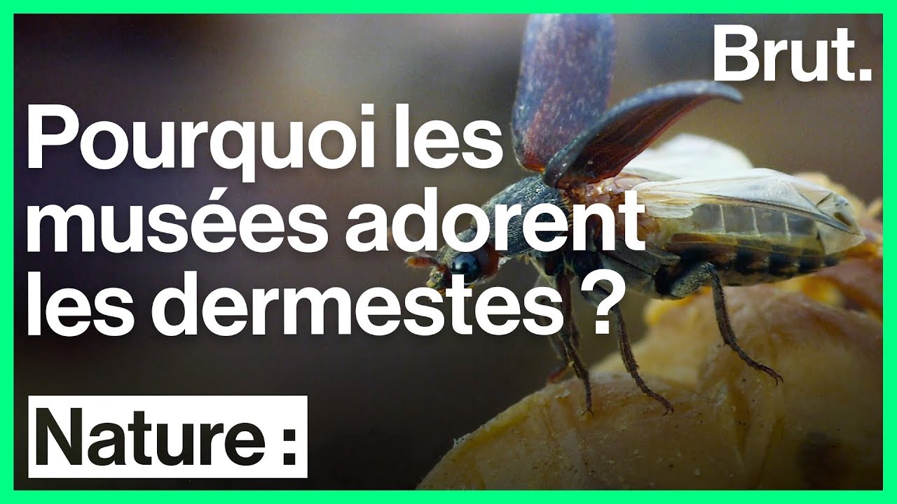 Les dermestes du lard adorent la chair morte