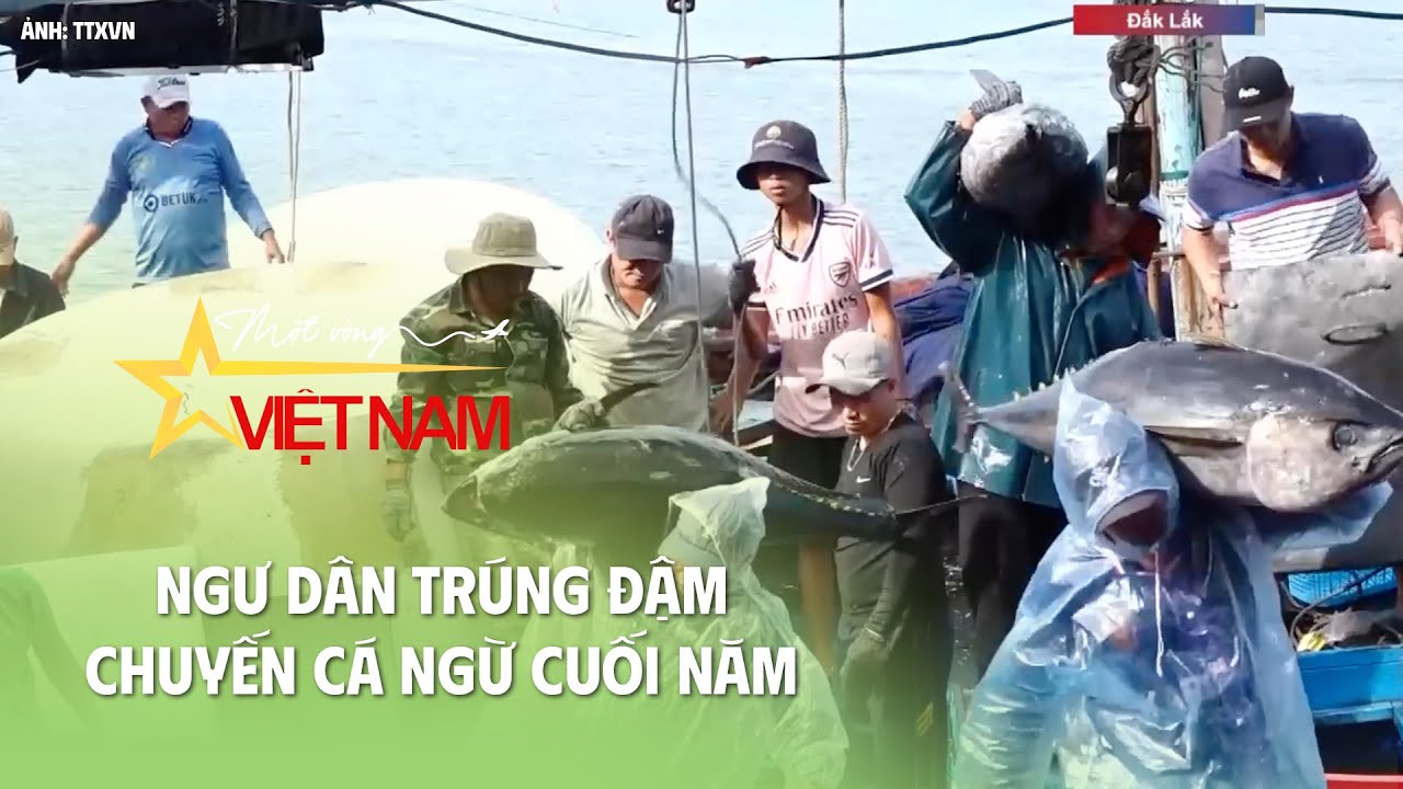 Ngư dân trúng đậm chuyến cá ngừ cuối năm | Cụm tin | Thời báo VTV