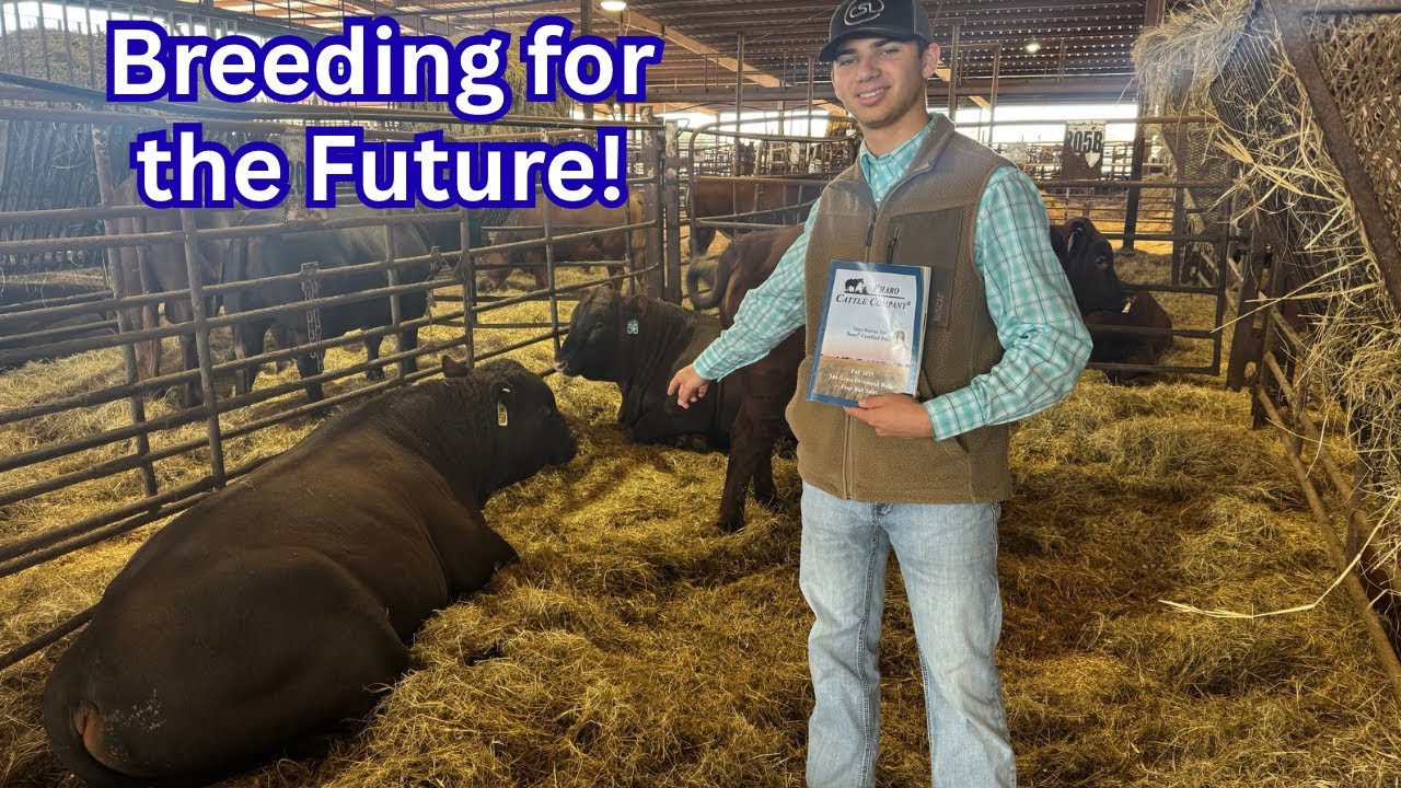 BUYING ONE OF THE BEST BULLS IN AMERICA!!! | Pharo Cattle Company |