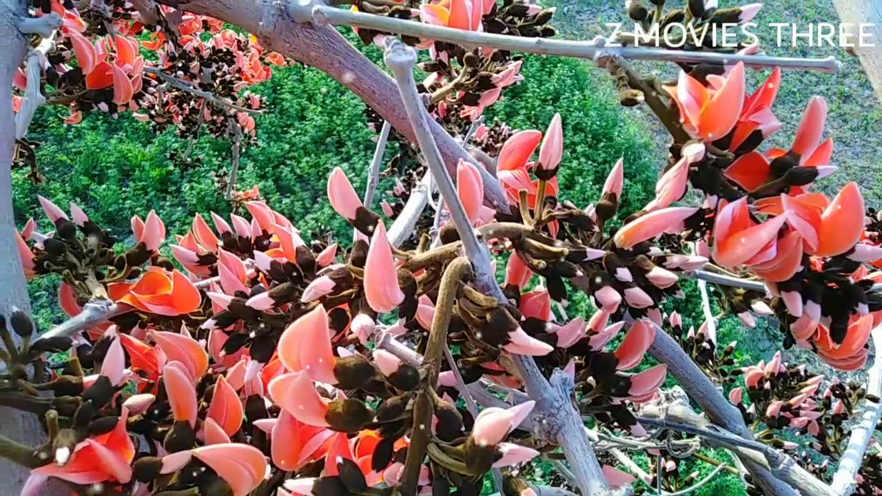Kesu phool
