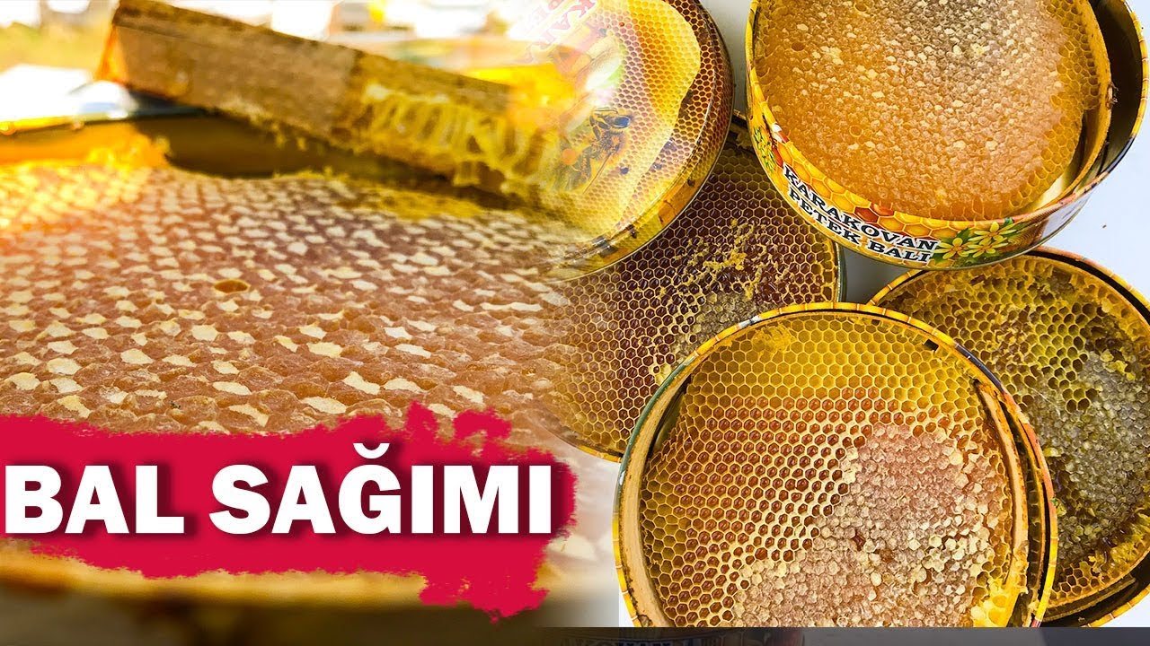 Bal Sağımını Yaptık!Sağımda Dikkat Edilmesi Gerekenler.