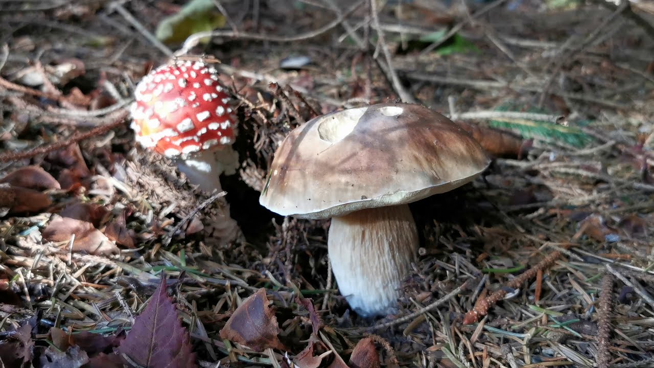 Funghi velenosi | Amanita muscaria, la "regina" dei boschi