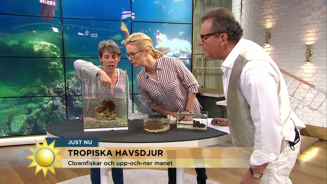 Här är verklighetens Nemo - djurchefen visar havets varelser - Nyhetsmorgon (TV4)