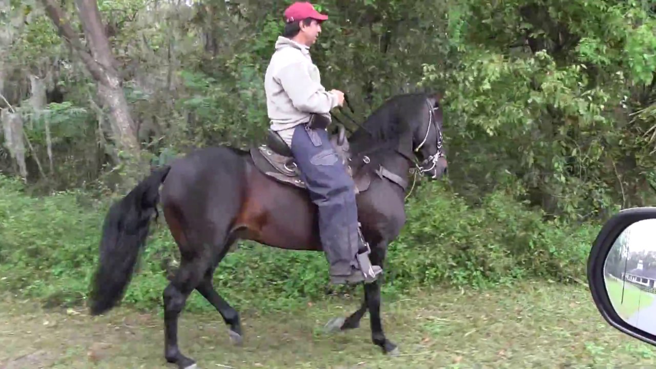SOLD - Paso Fino Stallion - Cancionero de besilu in training