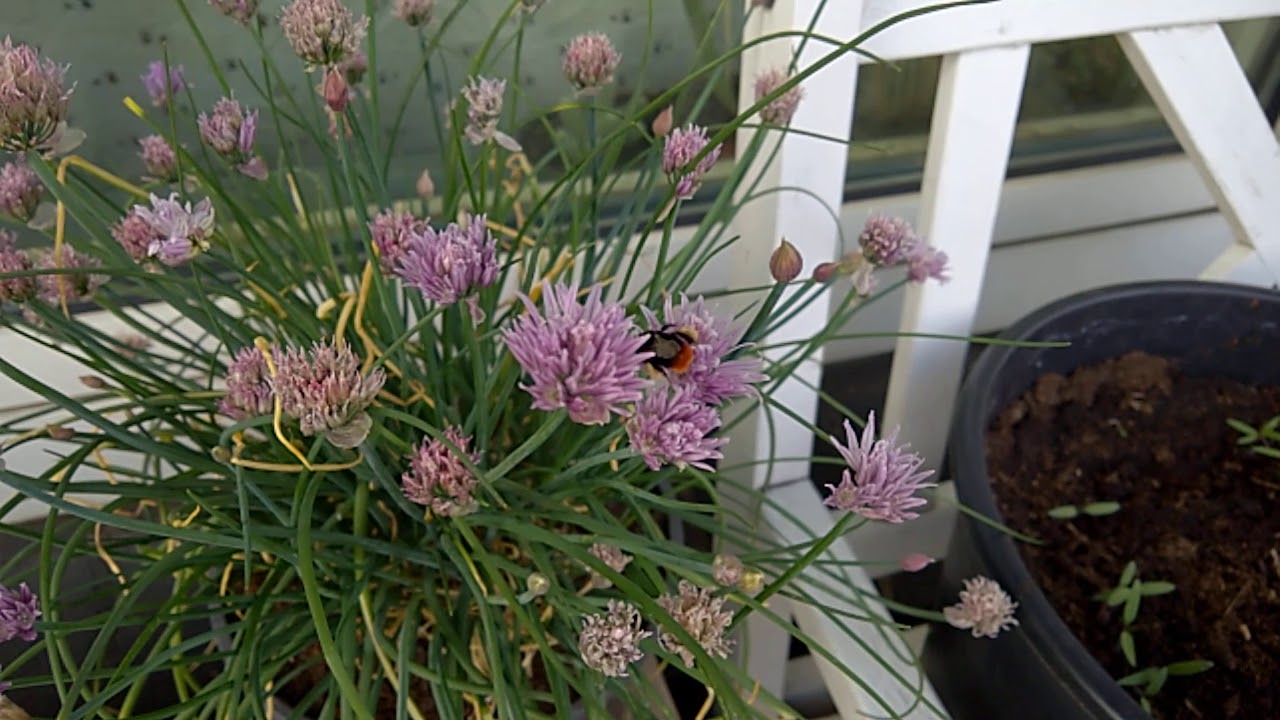 Bumbling around with the slow mo 120fps feature on the phone