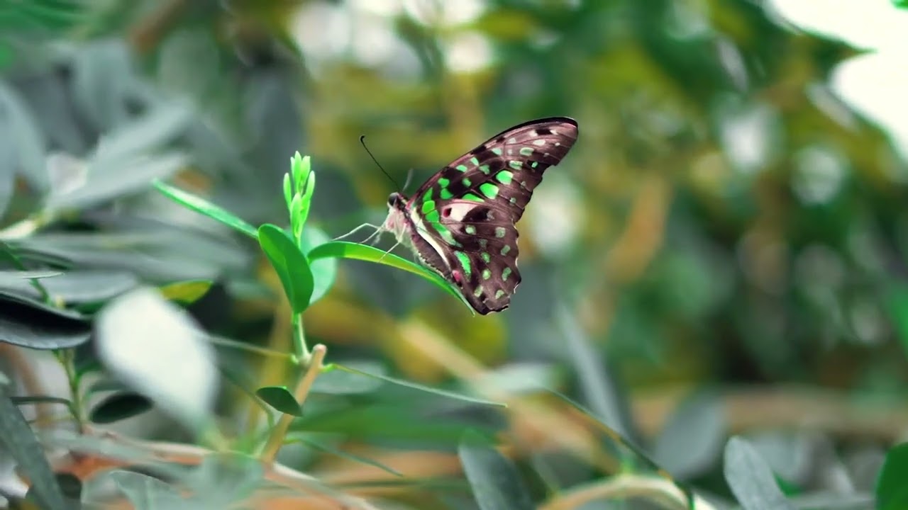 Beautiful Spring | Free Stock Footage | No Copyright Video | 