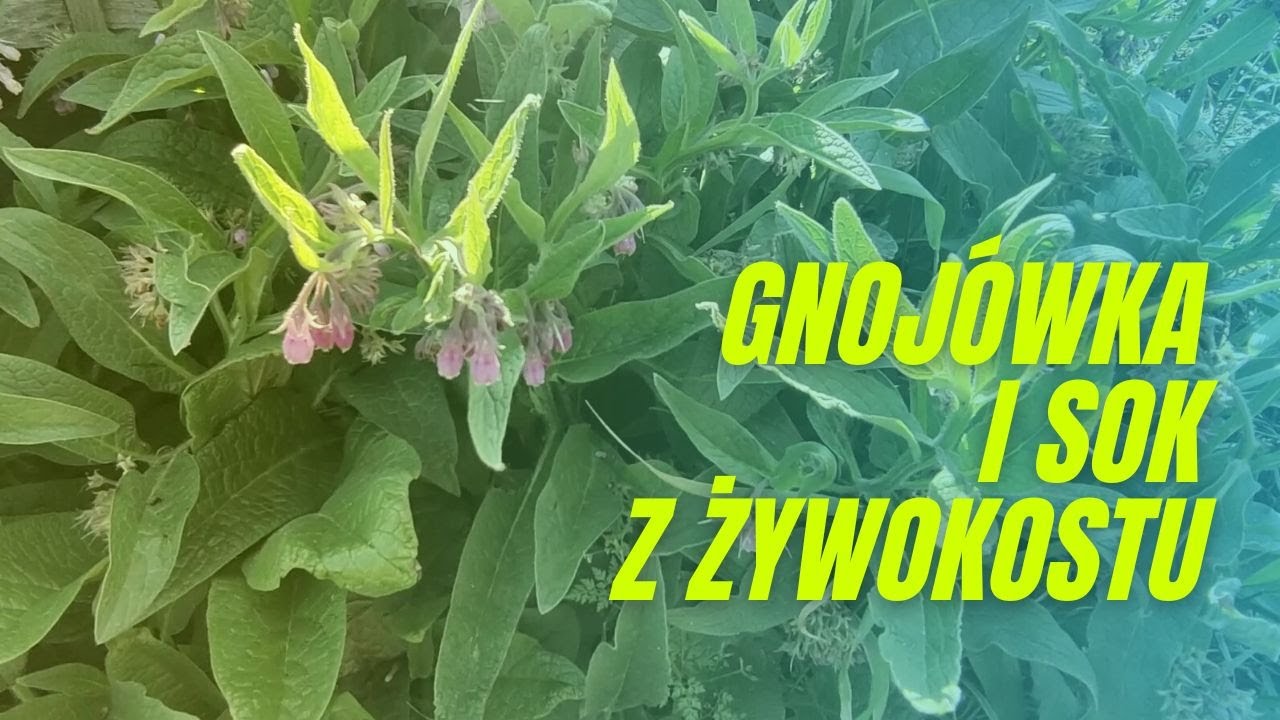 Gnojówka (i sok) z żywokostu pod pomidory
