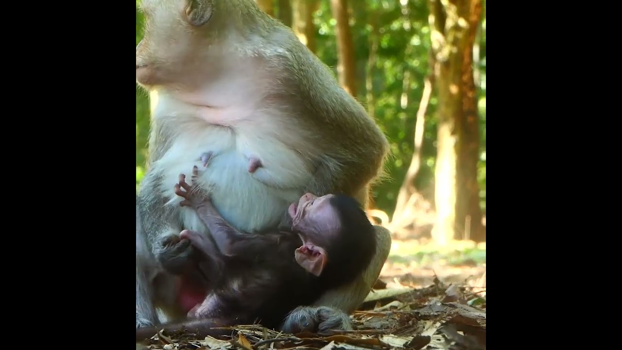 Baby Monkey Bean Spoiled Cry Drama Angry mom Warning many time