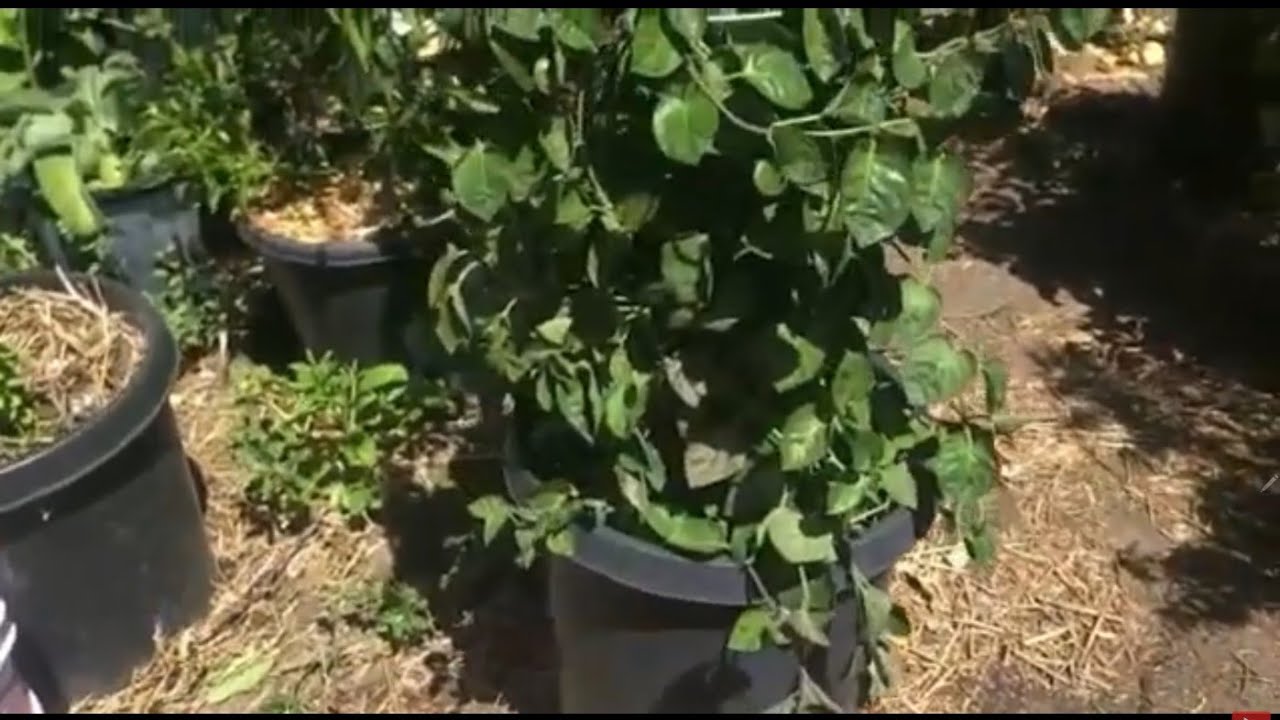 La Mo Plant- Skunk vine, Paederia Lanuginosa, Rau Mo | Skunk vine Health Benefits