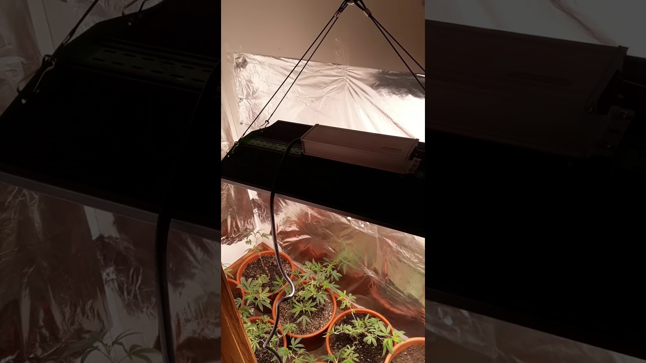 Viparspectra p2500 hanging