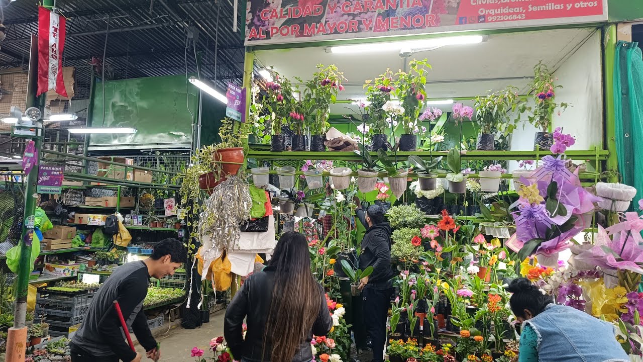 Mercado de Flores de Piedra liza🌵- Acho - Tour de cactus y suculentas