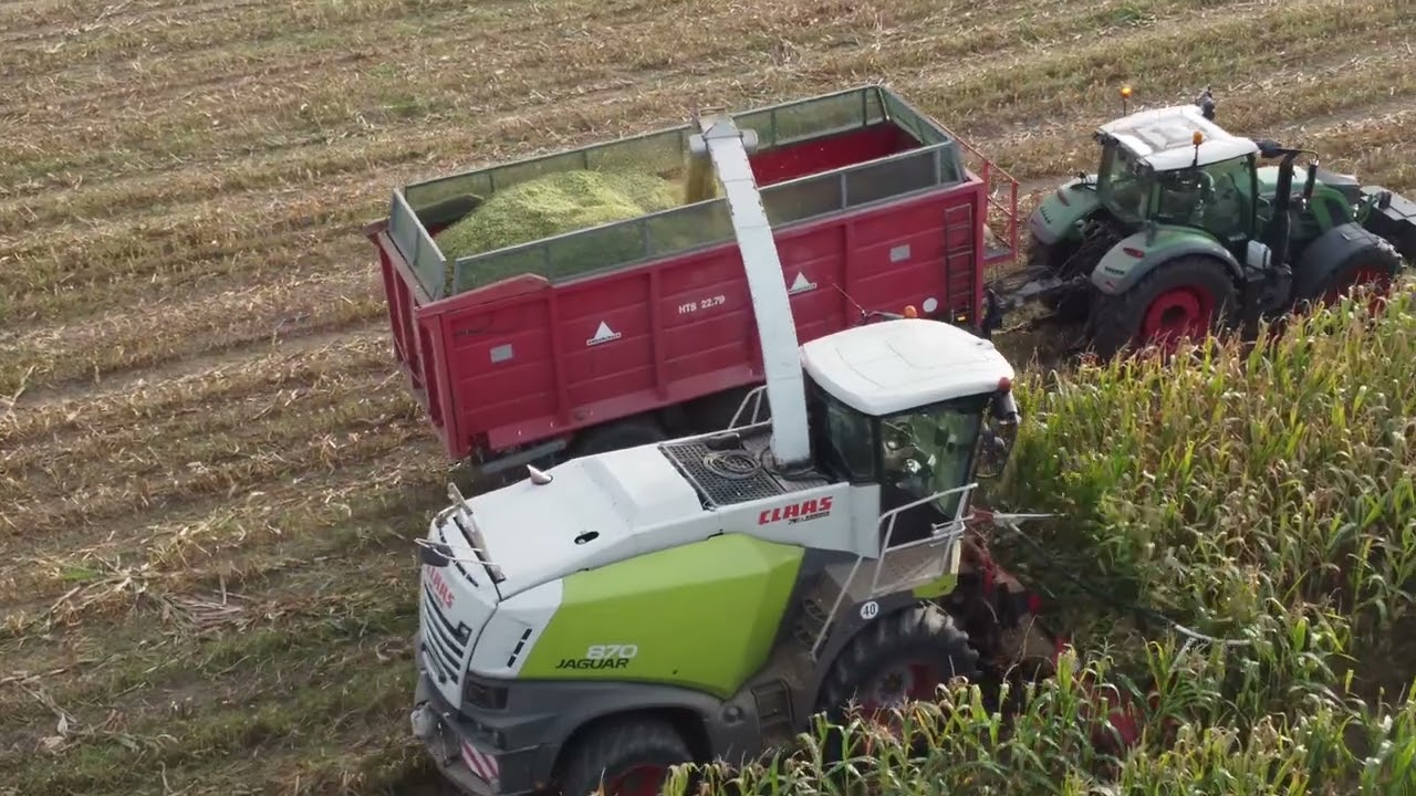 KOSZENIE KUKURYDZY W GR.CICHOREK🌽🚜USŁUGI ROLNICZE KOST-BEL & PRO AGRO W AKCJI 👌👍