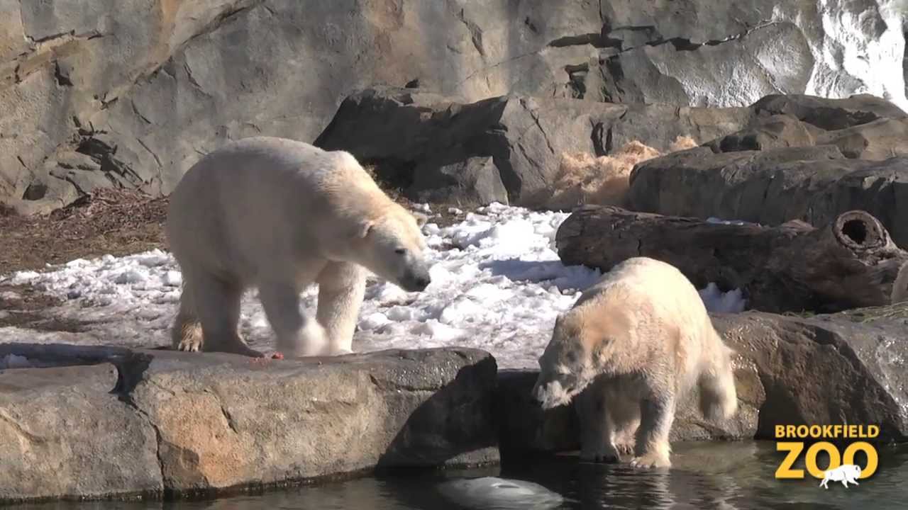 International Polar Bear Day