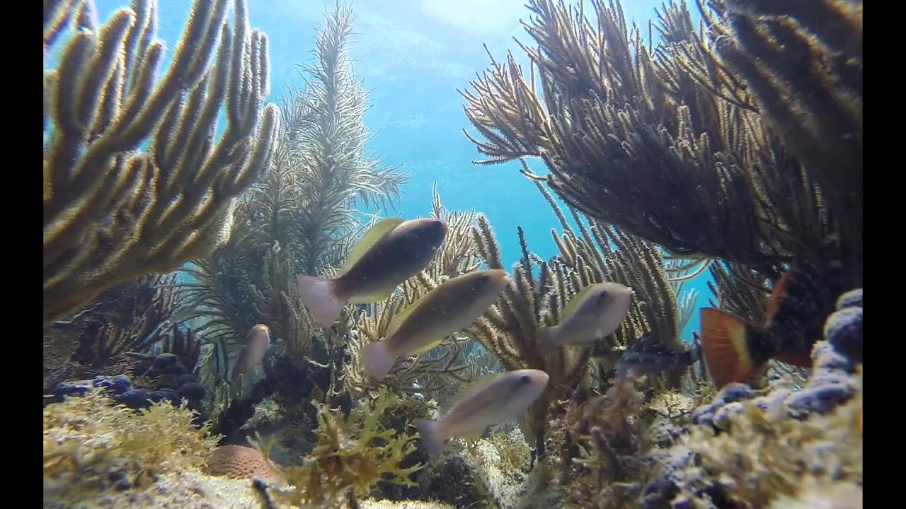 Puerto Rico Snorkeling 2016 - GoPro Footage
