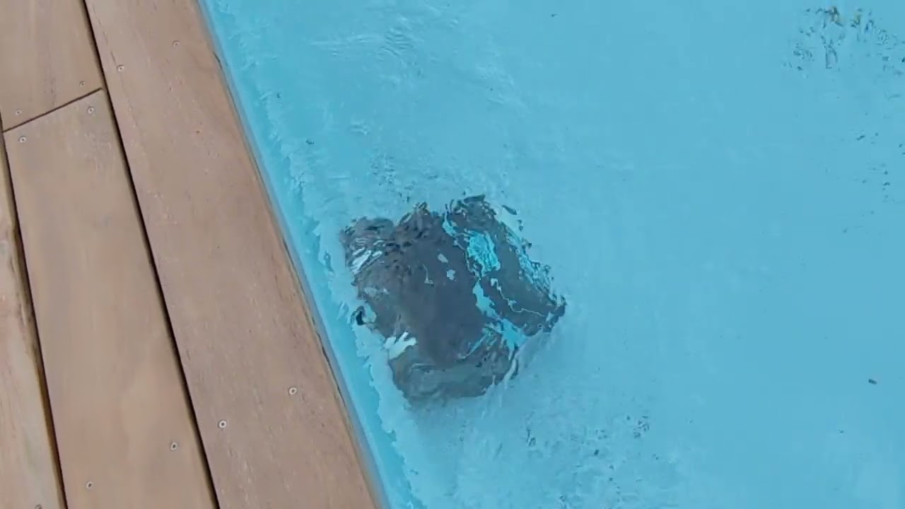 Dolphin Liberty 600 - Un robot stupide 🤫 sacrément efficace ! 😎🤩