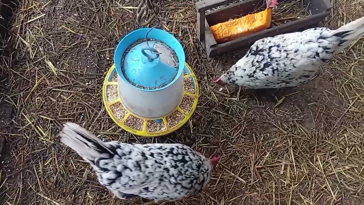 Мои курочки и петушки. Лучше выводить цыплят или покупать курочек?  ❤️🪺🐓