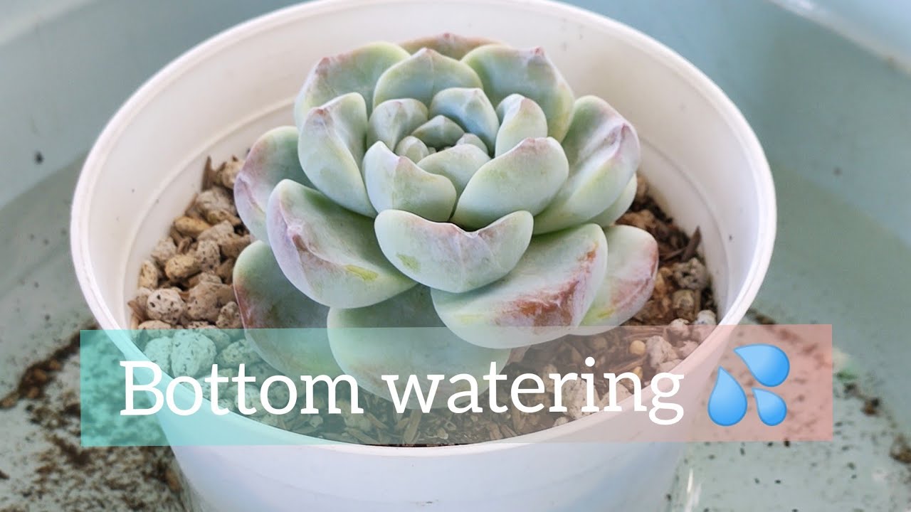 Bottom Watering