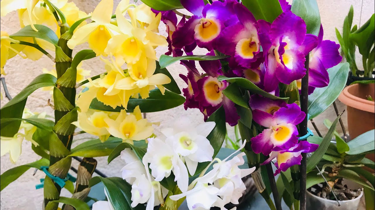 Como FAZER ORQUÍDEAS florescer !!!! Super Dicas !!!