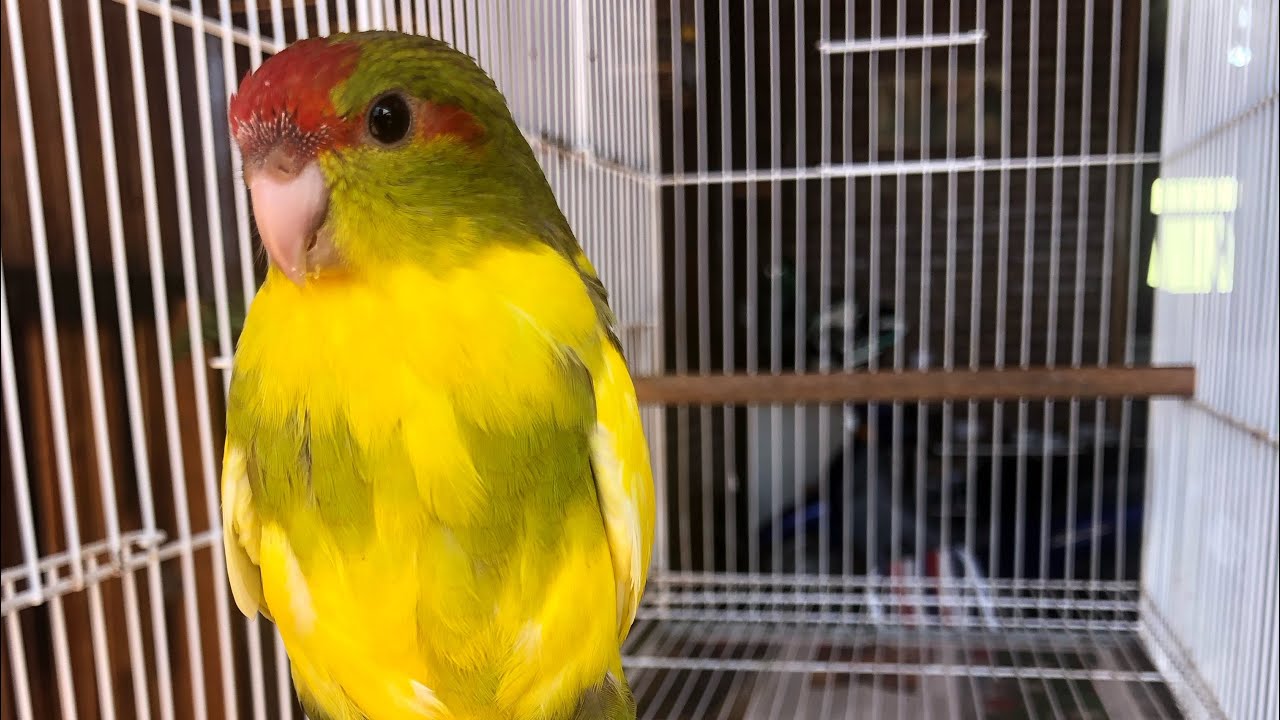 Um pouco sobre Kakariki