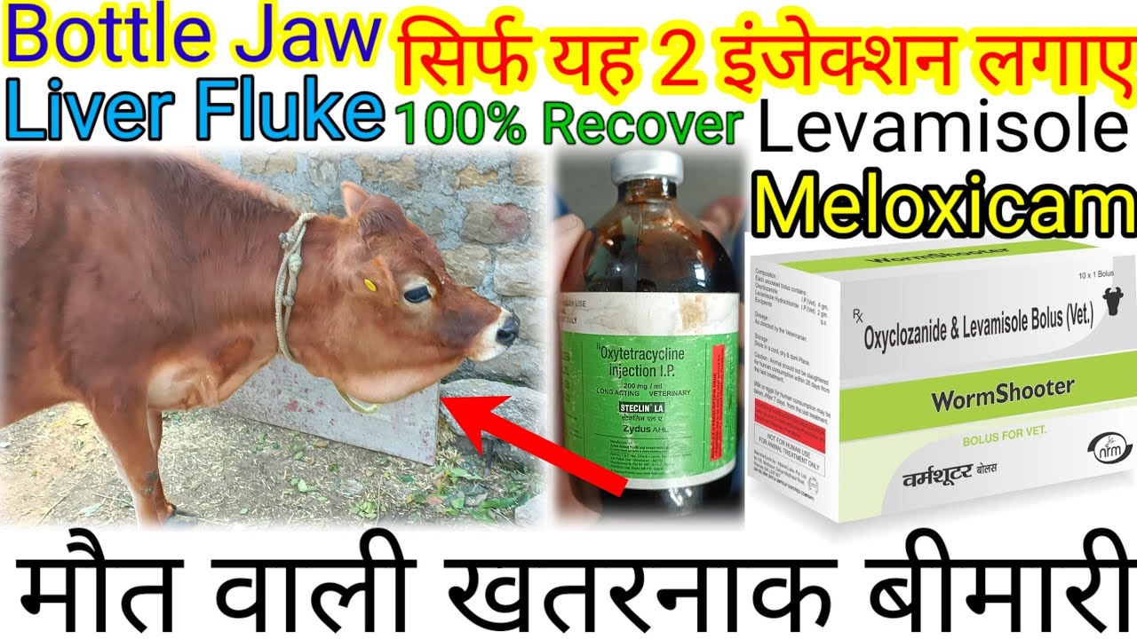 Bottle Jaw Treatment In Cattle!Liver Fluke Treatment In Buffalo!गाय भैंस में लीवर फ्लूक बीमारी इलाज