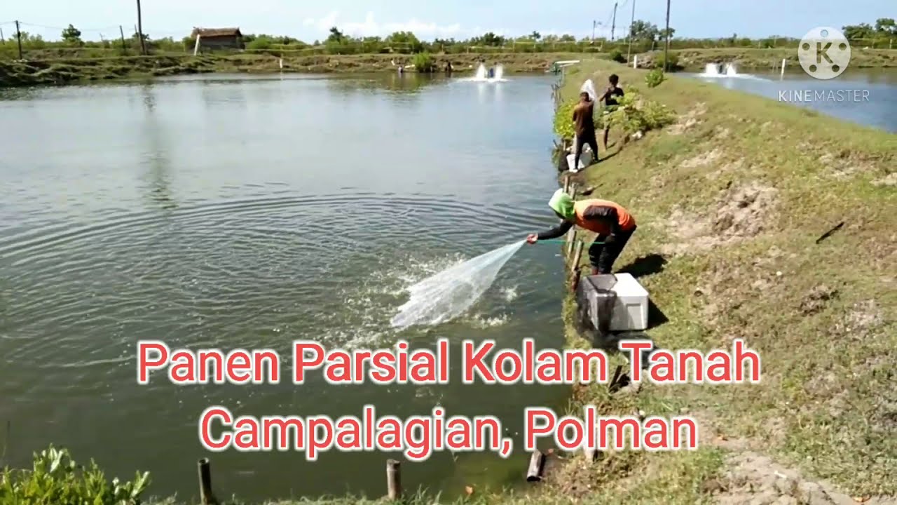 Panen parsial udang vaname || Parsial 1 (Tambak Tanah Semi Intensif )