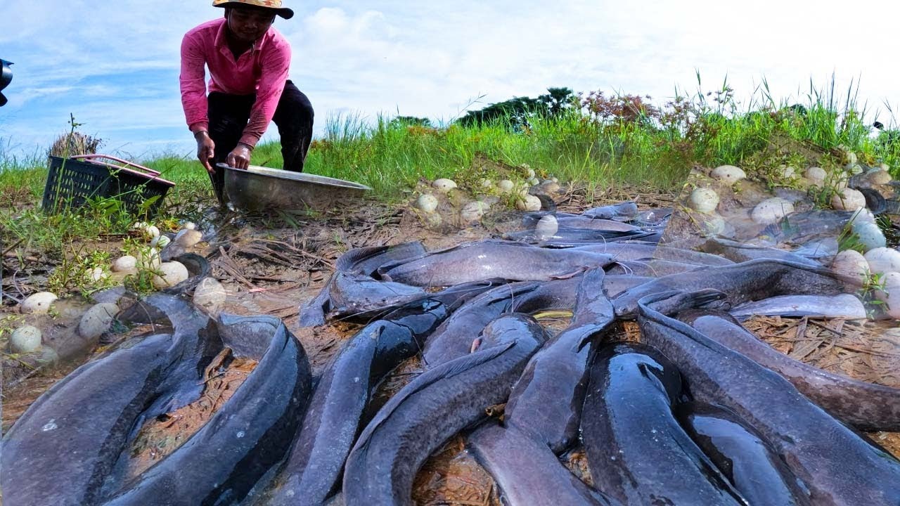 Amazing catch a lot of fish and pick eggs in mud water in tractor path after rain