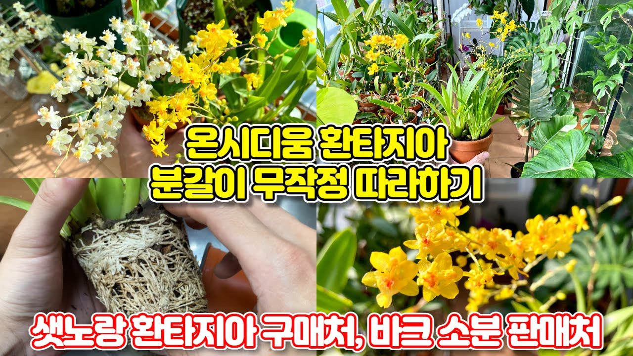 온시디움 환타지아 분갈이 하는법 정말 쉬워요!! 샛노랑 환타지아&오키아타바크 정보!!