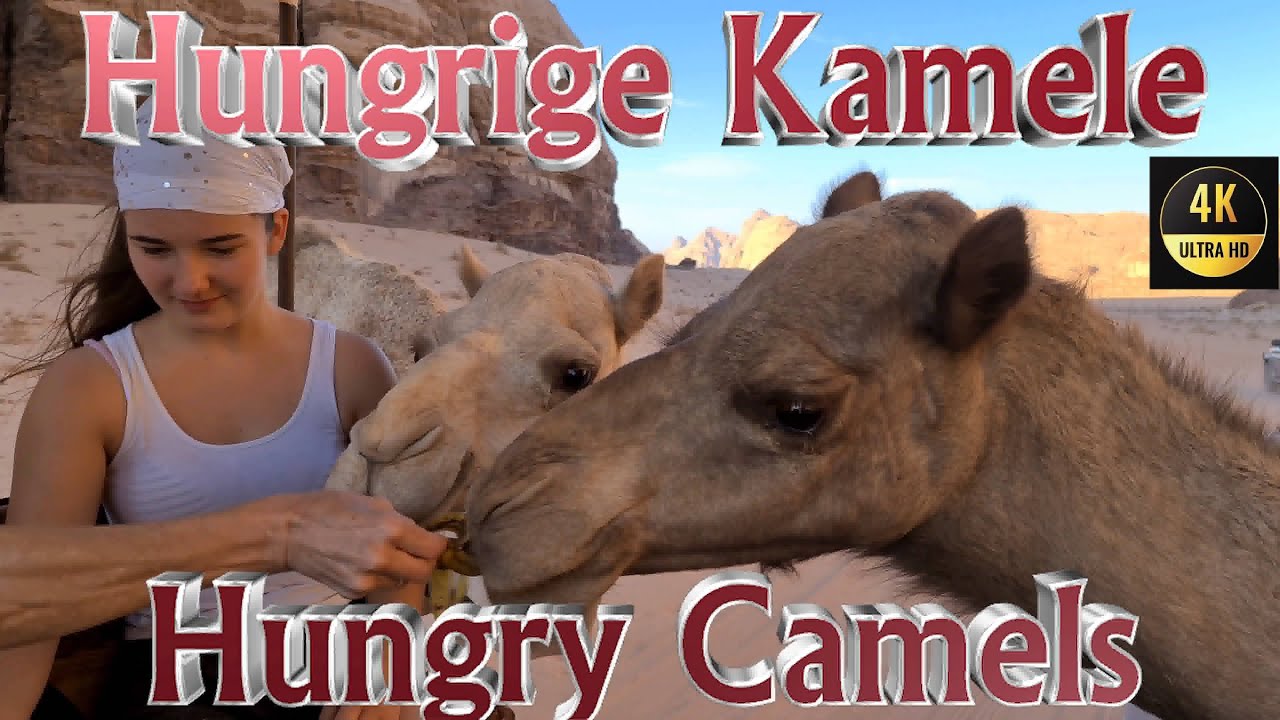 Hungrige Kamele in Jordanien, hungry camels in Jordan, 4k, #camels #jordan #jordanien