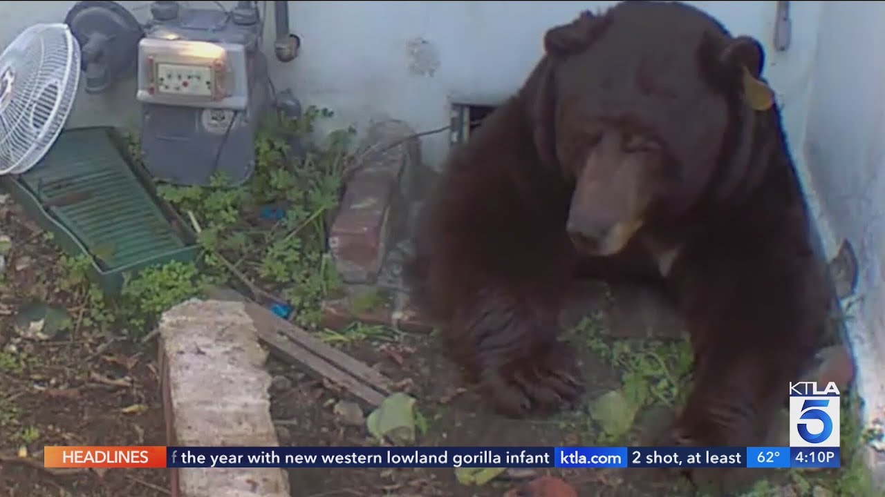 Bear takes up residence under Altadena home | Wild Animals SoCal