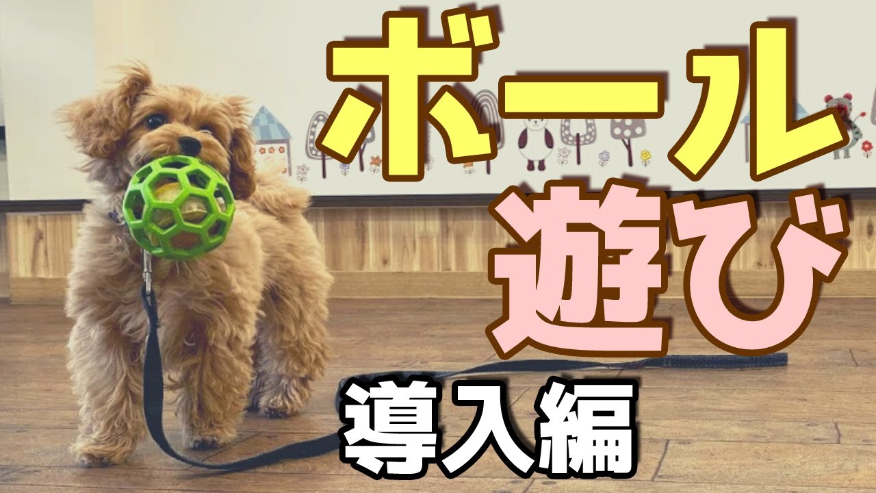 【犬のしつけ】子犬とボール遊びを楽しむ方法。持ってこいを教えよう！