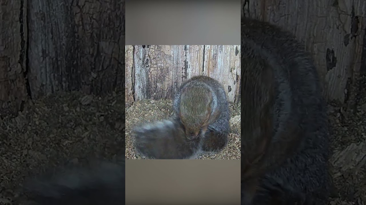 A grey squirrel cleans its fur #squirrel #robertefuller #discoverwildlife