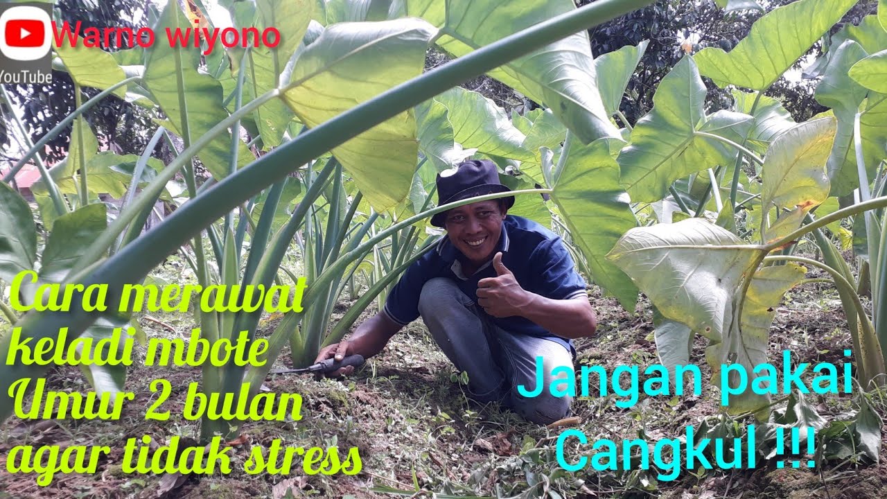 Cara efektif merawat keladi mbote atau Talas mbote umur 2 bulan agar keladi tidak Stress