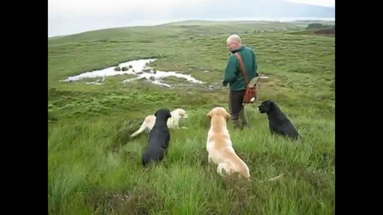 Finished Gundogs 2: ALTIQUIN FARO + CYDER