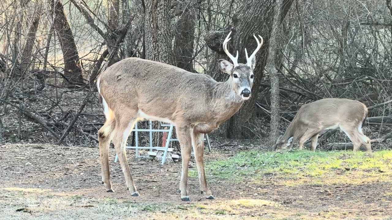 Whitetail Bucks And Deer Visit Us On 1/20/26!