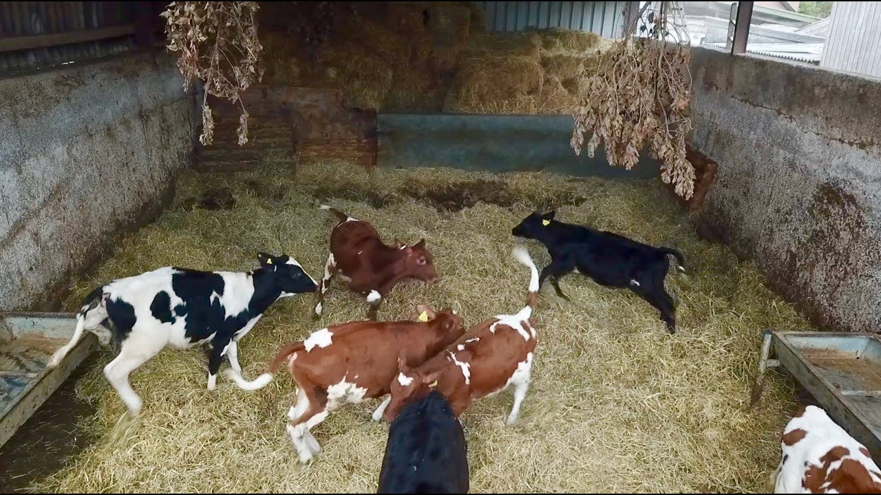 CALVES GO CRAZY IN THEIR NEW PEN