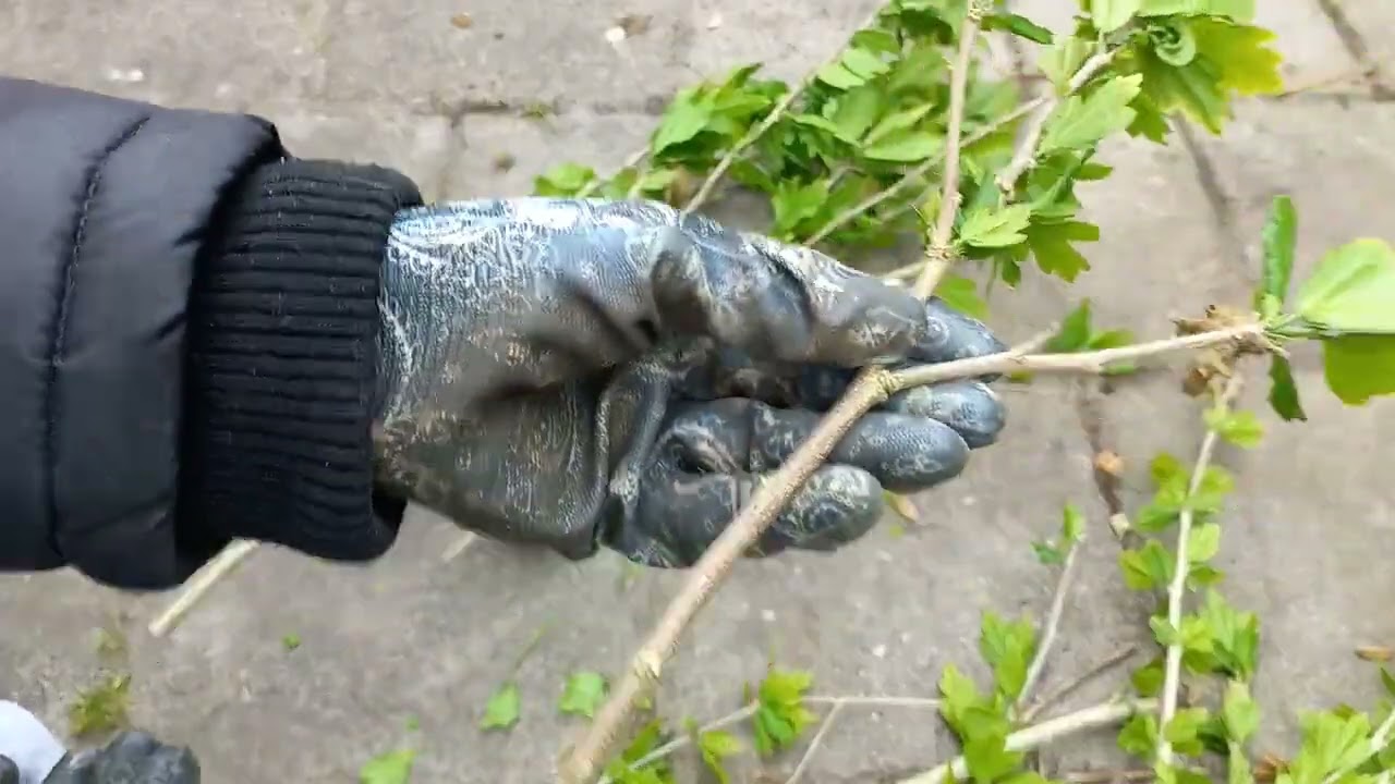 Hoe Stek je Hibiscus in Water | Makkelijke Methode ! 🌿