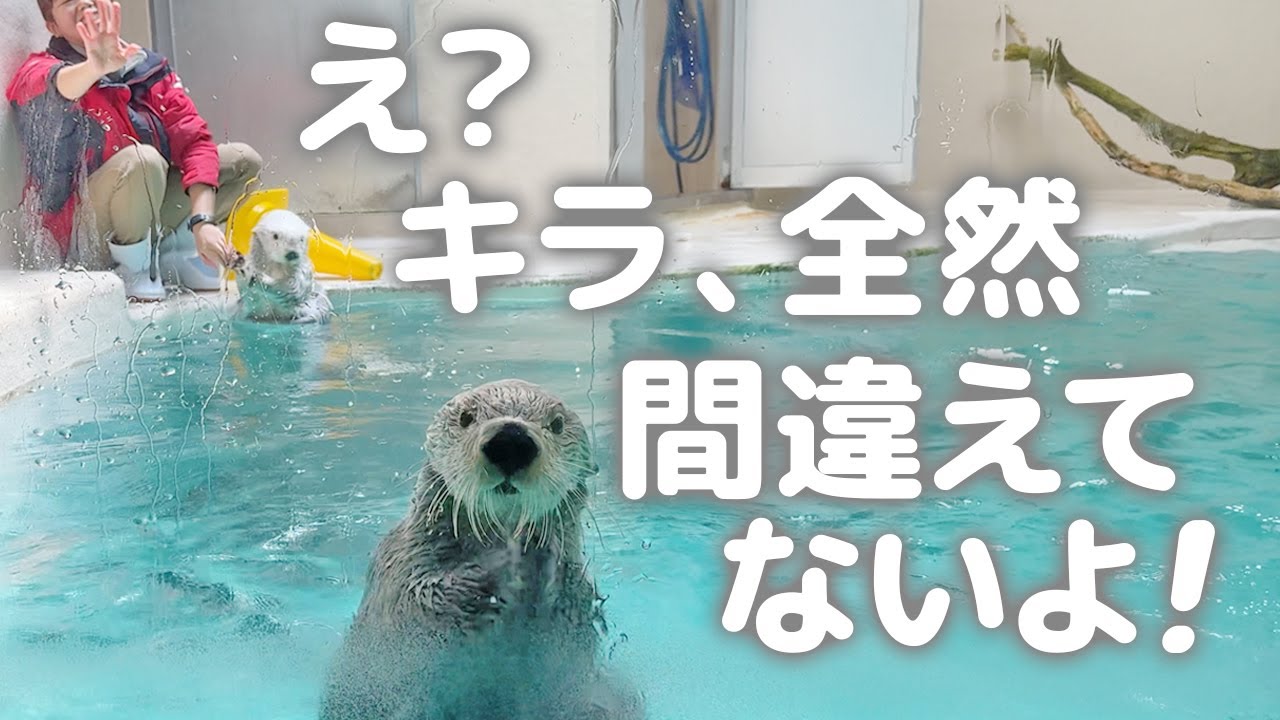 【鳥羽水族館】ラッコ🦦キラちゃんのかわいい魅力がてんこ盛り！の76秒