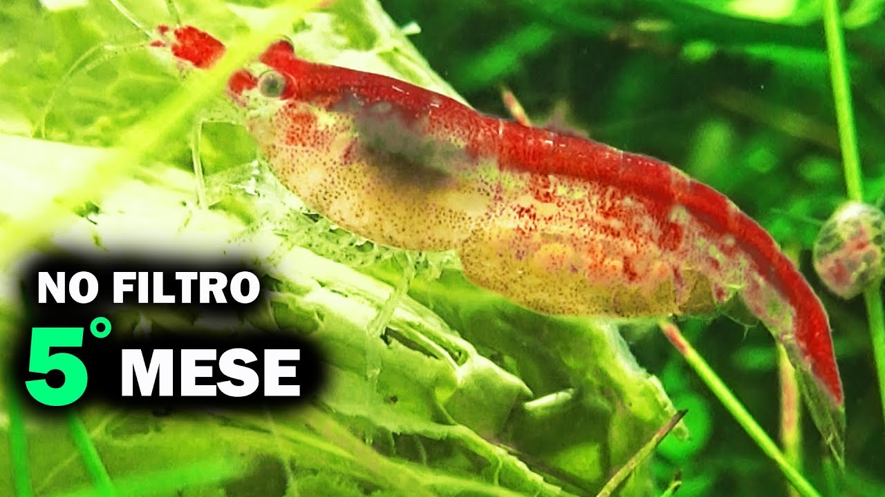 Acquario SENZA FILTRO (5 MESI Dopo) • Le Baby Caridine