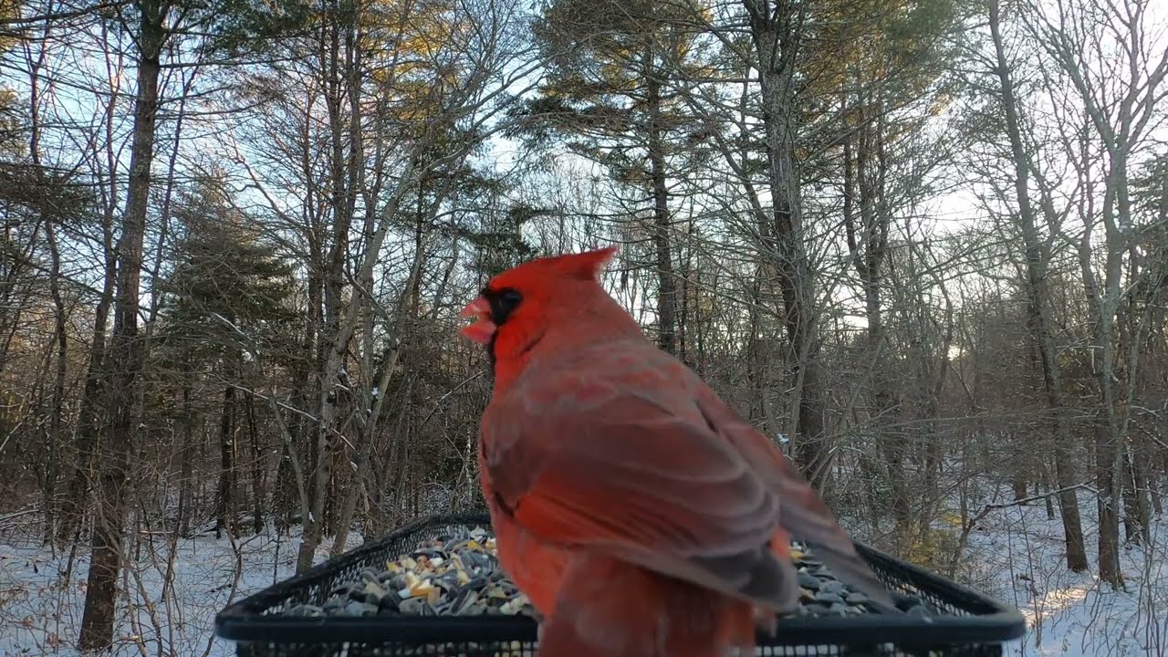 Dark-eyed Juncos, White-breasted Nuthatch, Northern Cardinals
