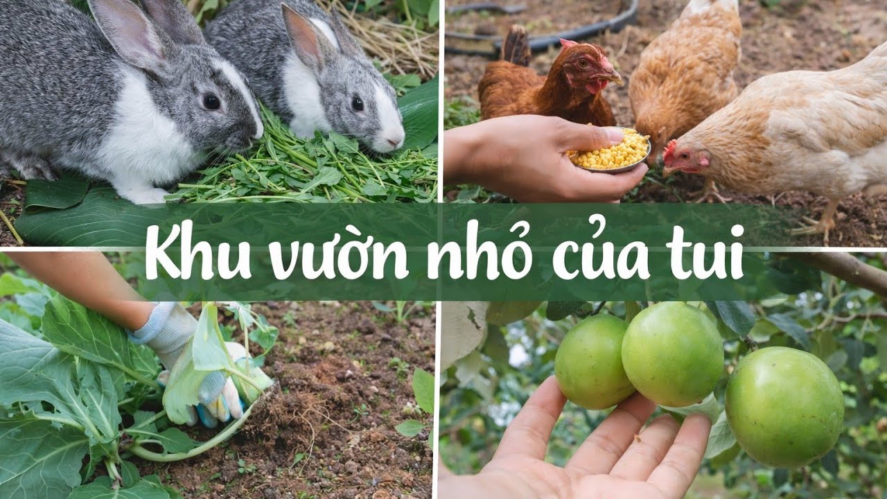 #7. Khu vườn nhỏ của tui. Mỗi ngày một niềm vui nhỏ: A little joy every day. Thu hoạch sử hào, táo