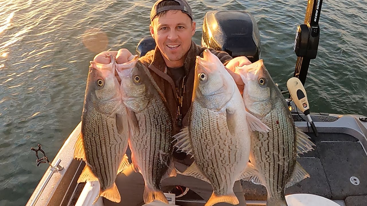How to Catch a Limit of Hybrid Bass